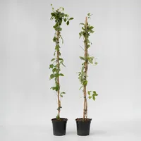 Plant in a Box - 2 Stk - Lonicera