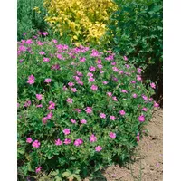 Pflanzen Für Dich Geranium x oxonianum Rosenlicht Storchschnabel, ca.
