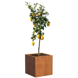 Zitronenbaum im Cortenstahl Kübel