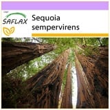 Saflax - Küsten - Mammutbaum - Sequoia sempervirens