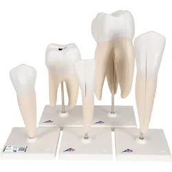 Zahnmodell Serie, 5 Modelle - 3B Smart Anatomy