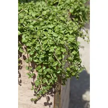 Pflanzen Für Dich Mentha requienii Korsische Minze Ca. 9x9 cm Topf Aromatisch