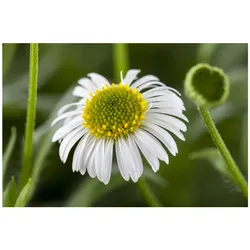 Erigeron karvinskianus, Spanisches Gänseblümchen, ca. 9x9 cm Topf