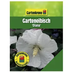 Gartenkrone Garteneibisch, Hibiscus syriacus »Diana«, Blätter: grün, Blüten: weiß - weiss