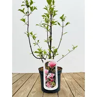 Pflanzen-für-dich.de Viburnum bodnantense Dawn Duft-Schneeball Rosa Blüten 40–60 cm