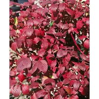 PlantaPro Cornus alba 'Baton Rouge' 60-100 cm - Hartriegel,