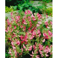 Pflanzen Für Dich Ononis spinosa, Dornige Hauhechel, rosa Blüten,