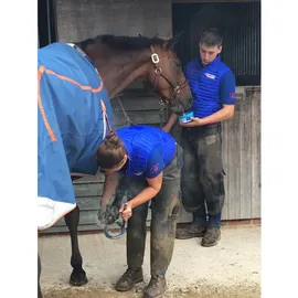 aniMedica Horslyx Mobility,