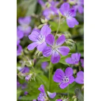 Pflanzen Für Dich Geranium pratense, Wiesen-Storchschnabel, blauviolett, ca. 9x9
