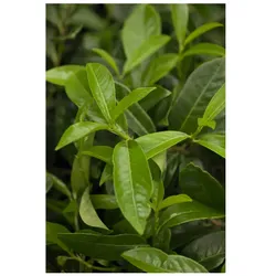 Prunus laurocerasus 'Diana', Kirschlorbeer, immergrün, 40–60 cm