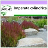 Saflax - - 50 Samen - Imperata cylindrica