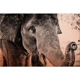 wall-art Metallbild »Indian Elephant«, 60/40 cm, grau