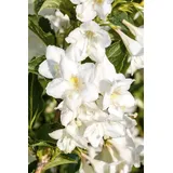 Pflanzen Für Dich Weigela Snowflake Weigelie Weißblühend 60–80 cm
