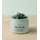ARENCIA Heiliger Ysop Serum 30 ml