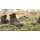 Haix BLACK EAGLE Nature GTX Ws mid (Women)