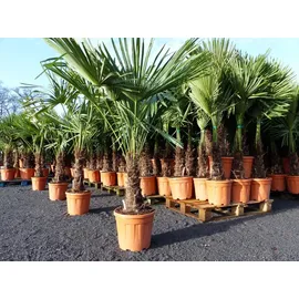 grünwaren XXL Palme winterhart 140 - 160 cm Trachycarpus fortunei, Hanfpalme,