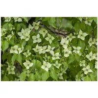 Pflanzen Für Dich Cornus kousa chinensis 'China Girl', Chinesischer