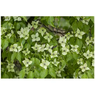 Pflanzen Für Dich Cornus kousa chinensis 'China Girl', Chinesischer Blumen-Hartriegel, 100–125 cm