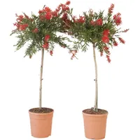 Plant in a Box - Zylinderputzer - 2 -