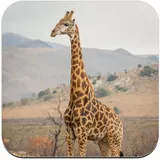 Untersetzer aus Kork – Giraffe in der Savanne Wildlife Tiere Afrika – 1 Stück (95 x 95 mm)