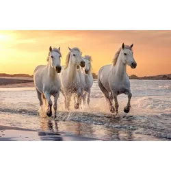 Fototapete PAPERMOON "PFERDE-CAMARGUE GALLOP STRAND MEER TIERE KÜSTE PROVENCE", bunt, B:3,50m L:2,60m, Vlies, Tapeten