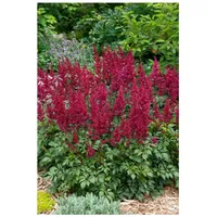 Pflanzen Für Dich Astilbe japonica 'Etna', Prachtspiere, leuchtend rot,