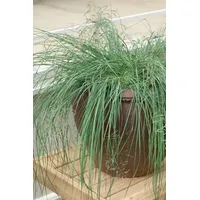 Pflanzen Für Dich Eragrostis elliottii 'Wind Dancer', Ziergras, ca.