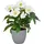 Creativ green Kunstblume CREATIV GREEN "Christrose", weiß, H:31cm, Polyester, Kunstpflanzen, mit üppiger Blütenpracht