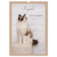 Calvendo Ragdolls zum Verlieben (Wandkalender 2026 DIN A3 hoch),