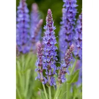 Pflanzen Für Dich Salvia nemorosa Blauhügel Steppensalbei, ca. 9x9