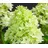 Dehner Rispen-Hortensie Limelight, Weiß