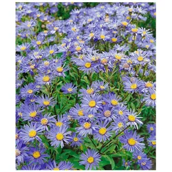 Aster amellus 'Danzig', Berg-Aster, violett, ca. 9x9 cm Topf