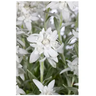 Pflanzen Für Dich Leontopodium alpinum Alpina White