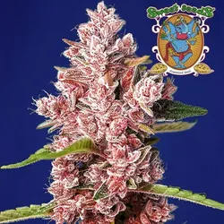 Tropicanna Poison XL