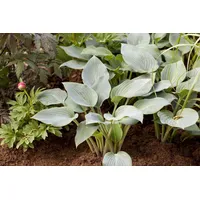 PlantaPro Hosta x tardiana 'Halcyon' p 1