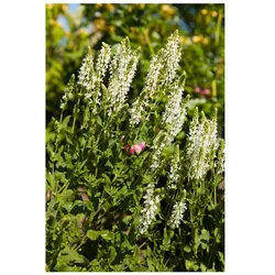 Salvia nemorosa 'Adrian', Steppensalbei, violett, ca. 9x9 cm Topf