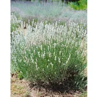 Pflanzen Für Dich Lavandula angustifolia 'Nana Alba', Lavendel, weiß,