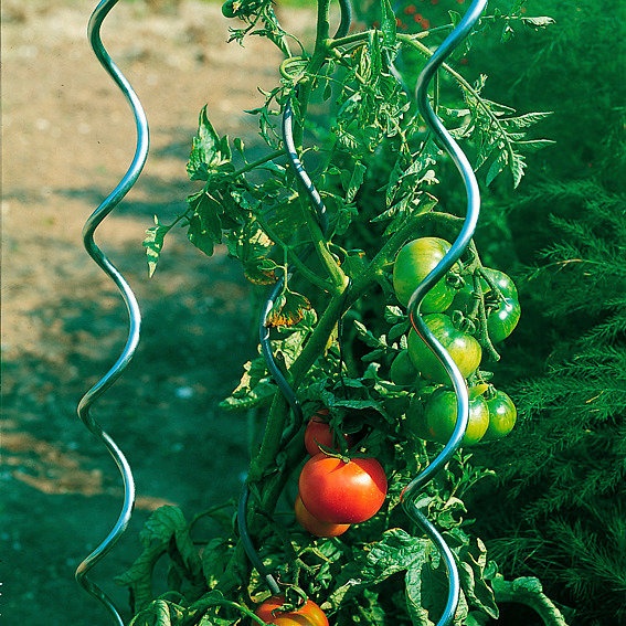 tomatenspiralstbe
