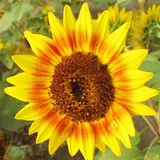 100 Stück/Beutel Sonnenblumenkerne, gute Ernte, fruchtbar, umweltfreundlich, pflegeleicht, Helianthus-Samen für den Garten, Samen zum Pflanzen Sonnenblumenkerne