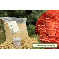 Rosenseitling-Bio-Pilzbeet