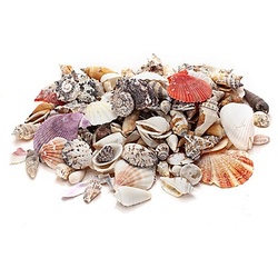 Echte Muschelschalen, 1–6 cm, 1 kg