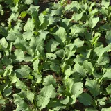 Dsv - Futterraps 25 Kg Winter Eiweißfutter Ertragreich Bodenauflockernd Anti-unkraut