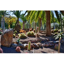 Fototapete PAPERMOON "KAKTUS-GARTEN-PFLANZE DEKOR PALMEN NATUR BLÜTE MUSTER", bunt, B:3,50m L:2,60m, Vlies, Tapeten