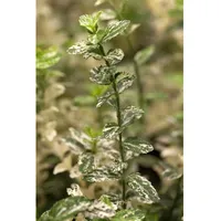 Pflanzen Für Dich Euonymus fortunei Harlequin Kriechspindel, buntlaubig, ca.