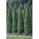 Pflanzen Für Dich Carpinus Betulus Fastigiata Hainbuche Säulenförmig 125–150 cm