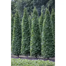 Pflanzen Für Dich Carpinus Betulus Fastigiata Hainbuche Säulenförmig 125–150 cm