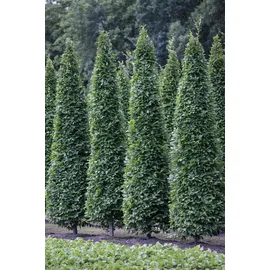 Pflanzen Für Dich Carpinus Betulus Fastigiata Hainbuche Säulenförmig 125–150 cm