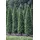 Pflanzen Für Dich Carpinus Betulus Fastigiata Hainbuche Säulenförmig 125–150 cm