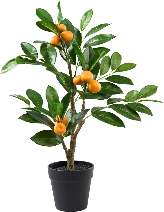 Orangenbaum 56cm im Topf 8Früchte 56Blatt  - orange/gn