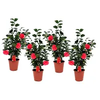 Plant in a Box - Japanische Rose - 4